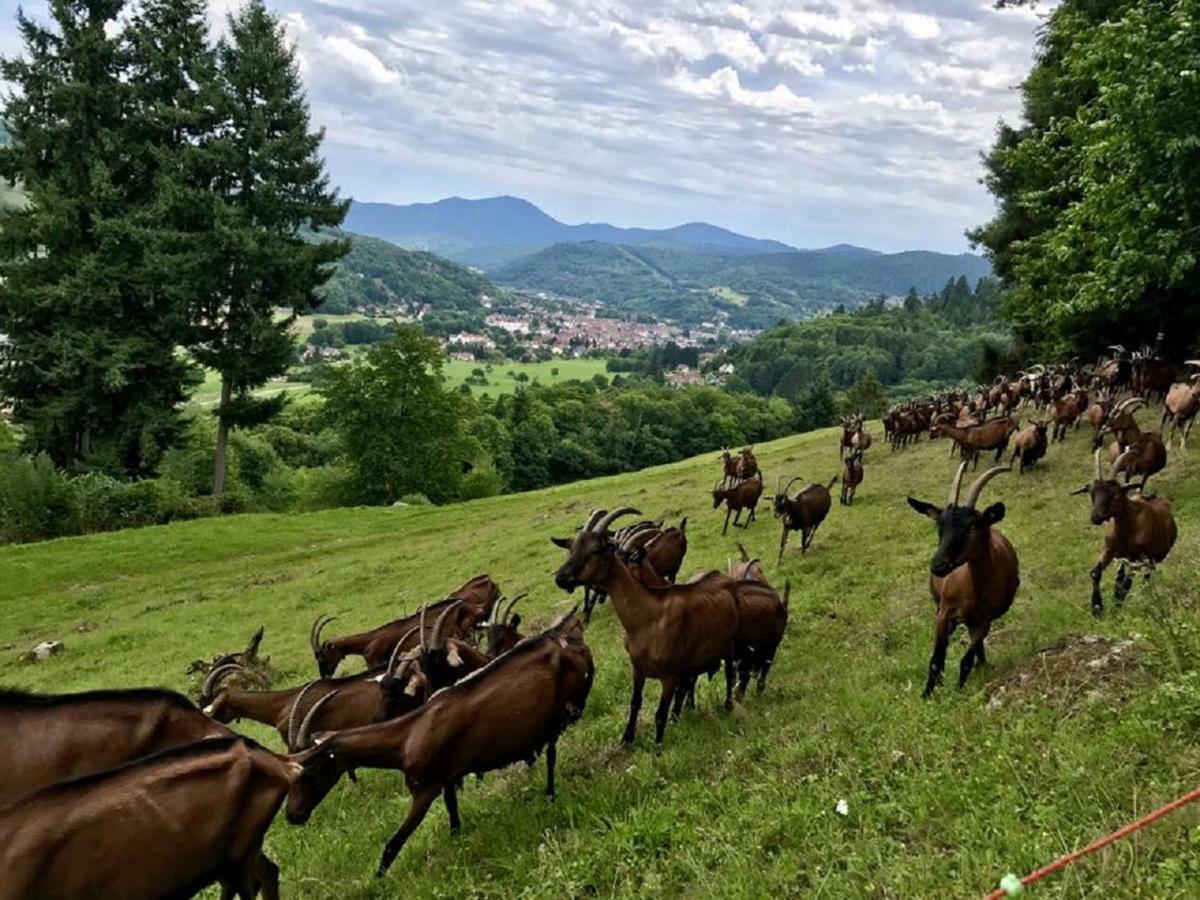 Stosswihr Location Elfe 아파트 외부 사진